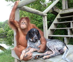 Monkey and Dog